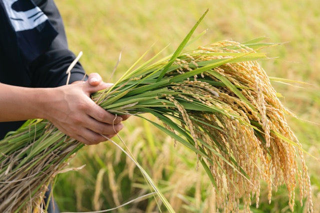 What’s Special about Japanese Rice?  — Brilliant Glossy Texture and Sweet Umami Flavor